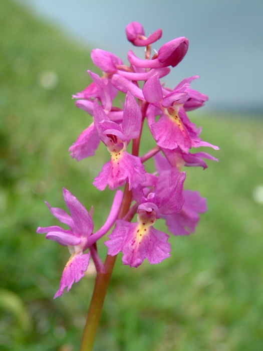 Orchis x colemanii (ibrido: Or. mascula x Or. pauciflora)